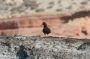 Baja05 - 471 * Black Oystercatcher